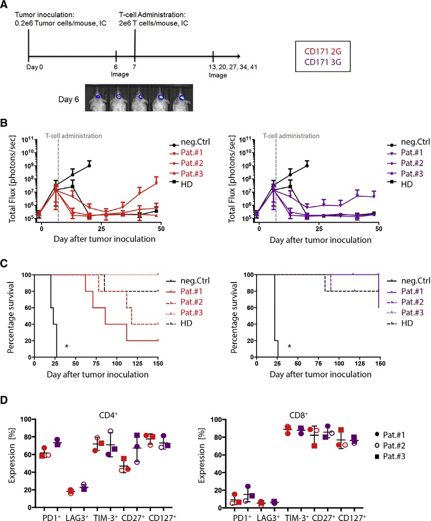 Ic 6110 Schema In Vivo Evaluation Of Cd171 Car T Cell Products A Schema Of the